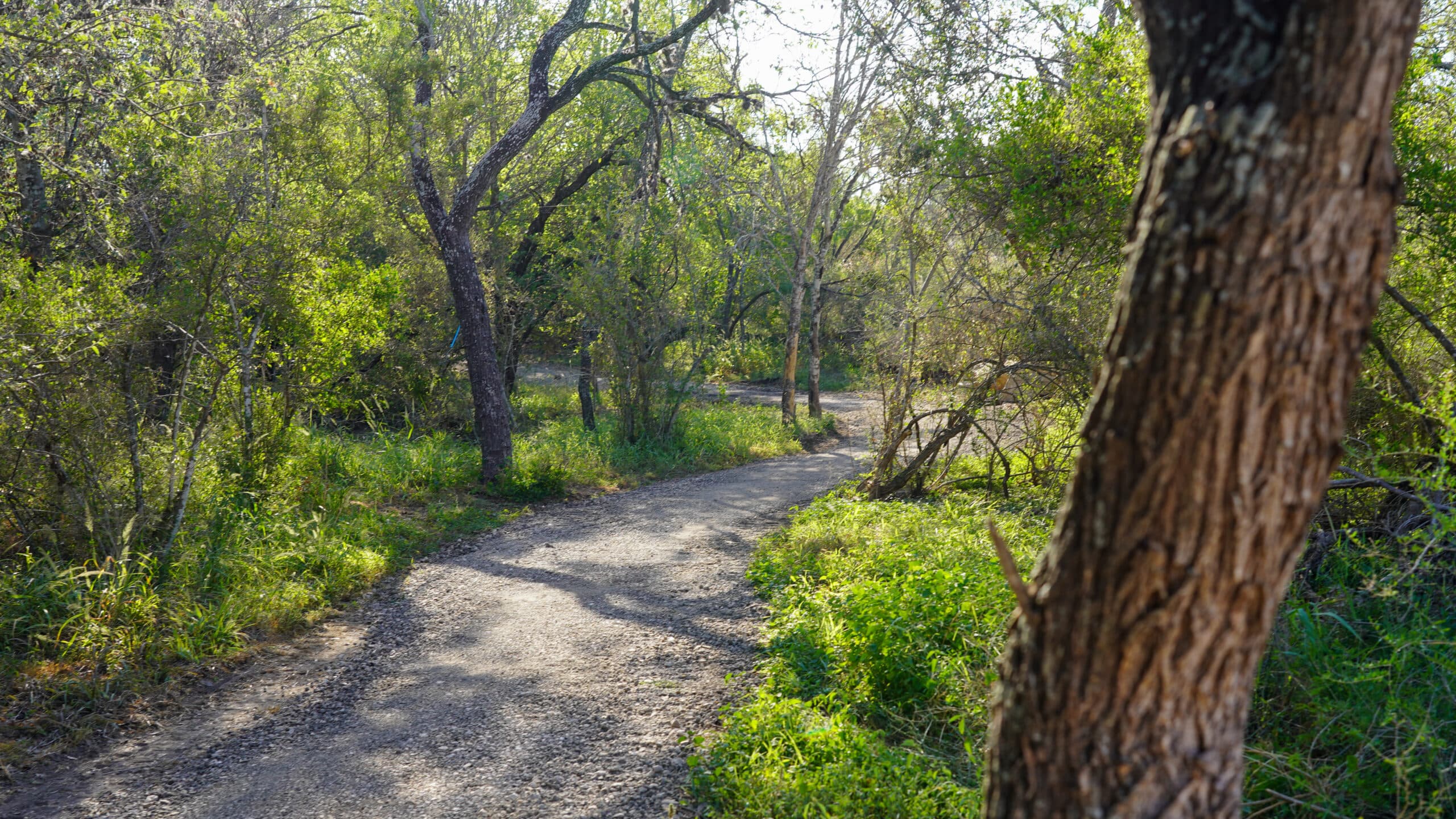 A dirt trail surrounded by trees.