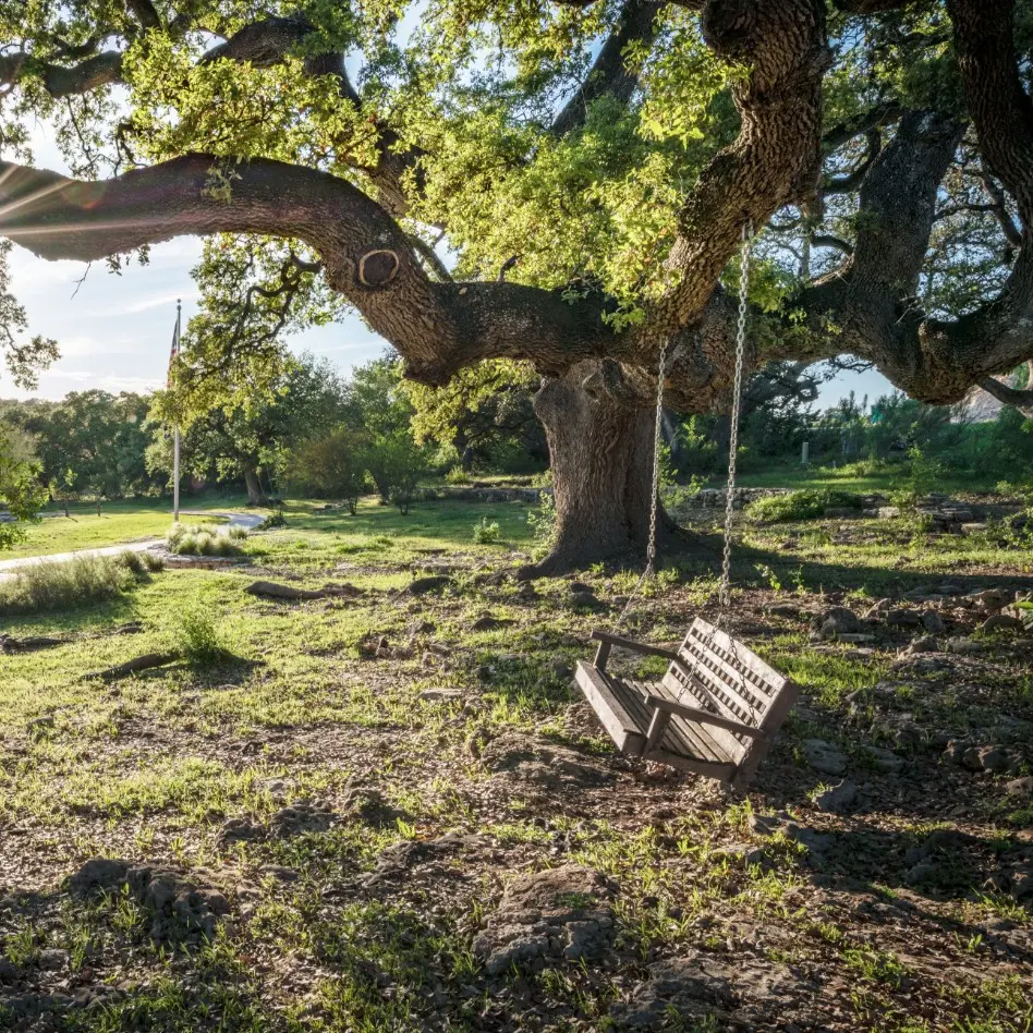 A wooden bench under a large oak tree at Vintage Oaks.
