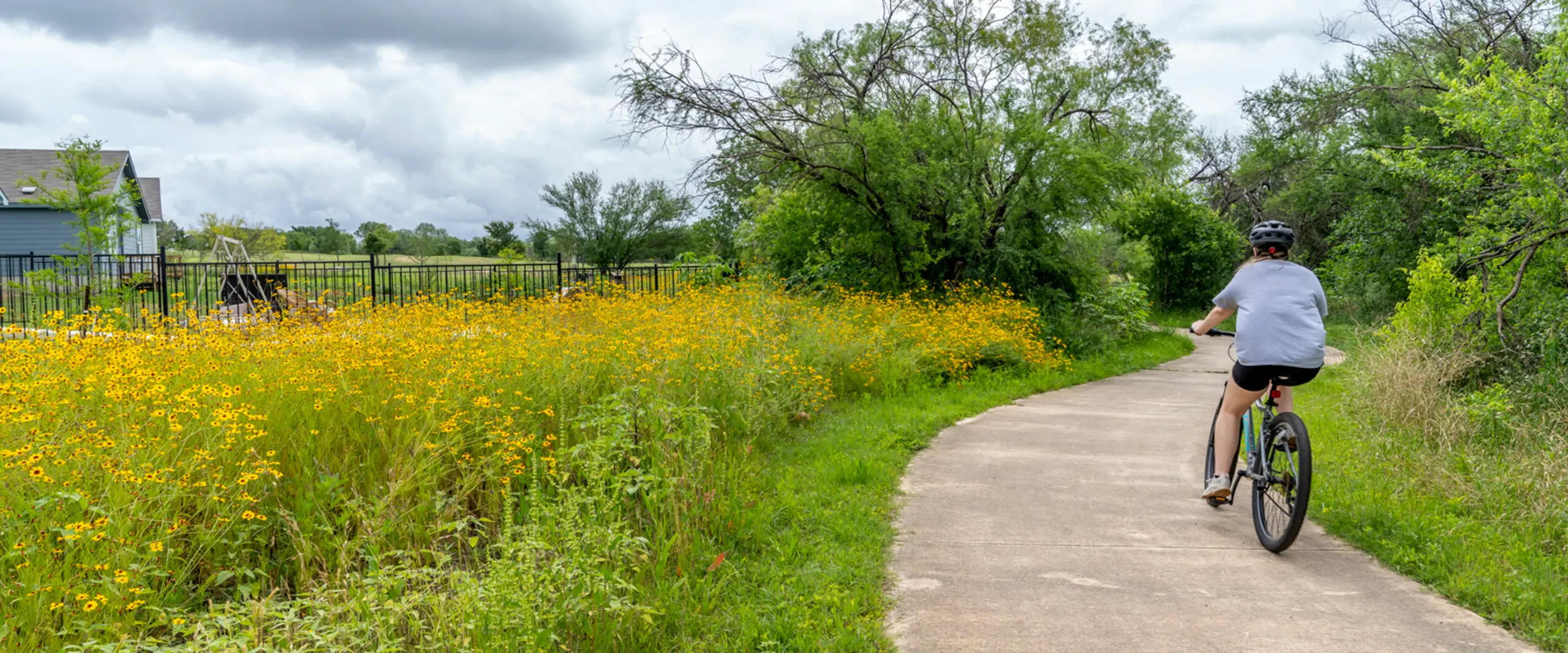 A person riding a bike on a path through a field of yellow flowers.